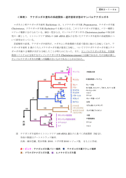 ＜事例＞ テナガコガネ亜科の系統関係－遺存固有状態の