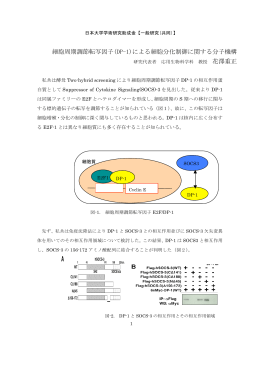細胞周期調節転写因子(DP-1)による細胞分化制御に関する