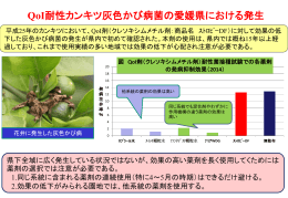 QoI耐性カンキツ灰色かび病菌の愛媛県における発生