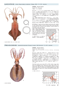 ヒメジンドウイカ Loliolus （Nipponololigo）sumatrensis（Orbigny, 1835