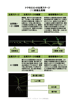 トウモロコシの生育ステージ （1）栄養生長期