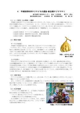 芋焼酎原料用サツマイモの選抜-新品種サツママサリ
