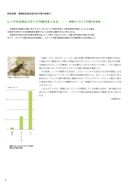 レンゲの水田はコモリグモ類が多くなる ― 春期のコモリグモ類の生息地