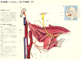 舌神経(三叉神経V) 舌下神経 (XII