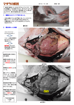 マダラの解剖（PDF：878KB）