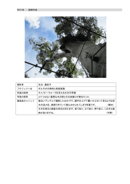 永井 真紀子 ボルネオの雨林と気候変動 キャノピーウォークを支える大木