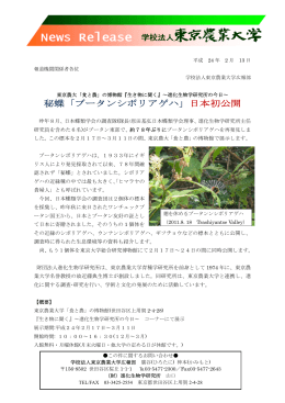 秘蝶「ブータンシボリアゲハ」日本初公開