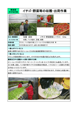 イチゴ・野菜等の収穫・出荷作業