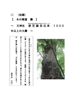 C3 （初瀬） 【 木の精霊 欅 】 ～ 天神社 倭笠縫邑 伝承 1000 年以上の大