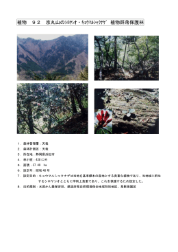 植物 92 京丸山のｼﾛﾔｼｵ・ｷｮｳﾏﾙｼｬｸﾅｹﾞ 植物群落保護林