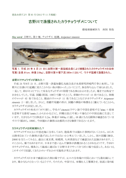 吉野川で漁獲されたカラチョウザメについて