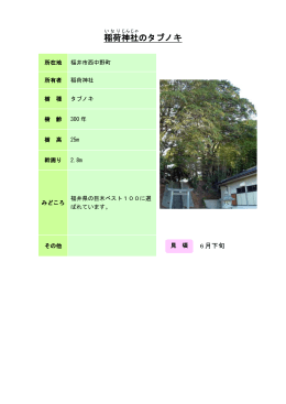 稲荷神社のタブノキ（PDF形式 98キロバイト）