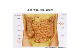 図1：小腸（空腸、回腸）の解剖