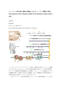 インスリン産生膵β細胞の機能におけるヘパラン硫酸の役割 The important roles