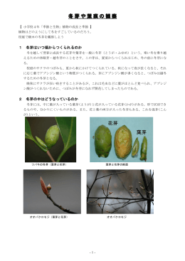 Taro-1. 4-1 冬芽や葉痕の観察.jt