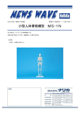 小型人体骨格模型 MS-1N