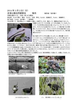 2014 3 2 年 月 日（日） 赤塚公園自然観察会 報告 報告者：桜井義一