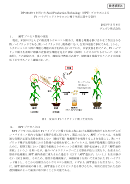 SPTプロセスによるF1ハイブリッドトウモロコシ種子生産について（PDF