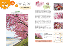 『 乙川の葵桜 』