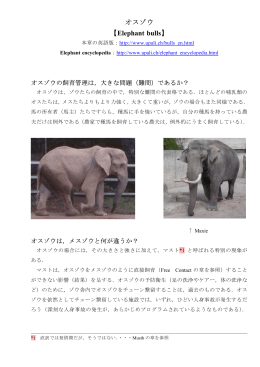 オスゾウ 【 】 Elephant bulls