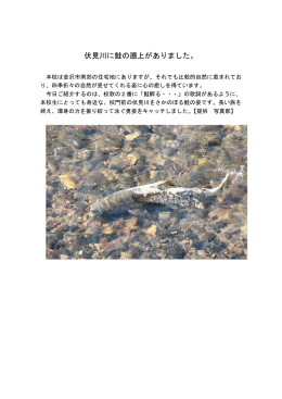 伏見川に鮭の遡上がありました。