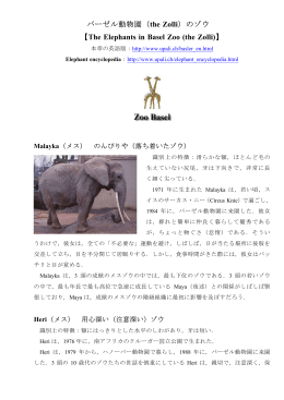 バーゼル動物園（ ）のゾウ the Zolli 【 】 The Elephants in Basel Zoo