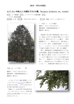 【樹木・草花の部屋】 ヒバ（ヒノキ科/ヒノキ亜科/アスナロ属 Thujopsis