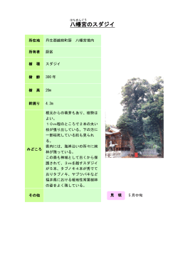 54丹南：八幡宮のスダジイ（PDF形式 137キロバイト）
