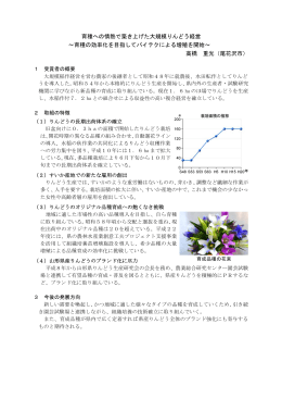 育種への情熱で築き上げた大規模りんどう経営 ～育種の効率化を目指し