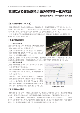 【農技】電照による露地夏秋小菊の開花斉一化の実証 （PDF：761KB）