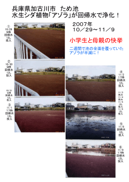 兵庫県加古川市 ため池 水生シダ植物「アゾラ」が回帰水で浄化！