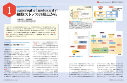 pancreatic lipotoxicity： 細胞ストレスの視点から