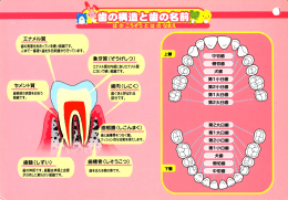 「歯の構造と虫歯の進行度合い」の詳細はこちらからどうぞ。