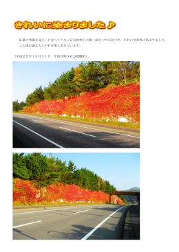 紅葉の季節を迎え，戸井バイパス・宮川神社下の壁一面のつたが色づき