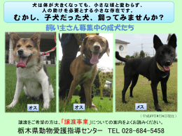飼い主さん募集中の成犬たち 栃木県動物愛護指導センター TEL 028