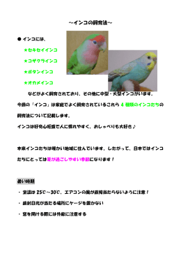 ～インコの飼育法～ - ハート 動物病院