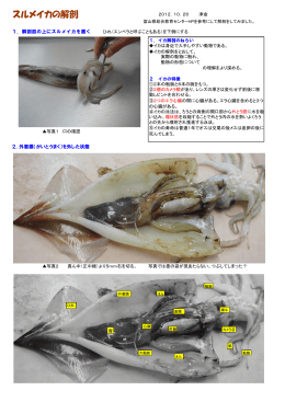 スルメイカの解剖（PDF：865KB）