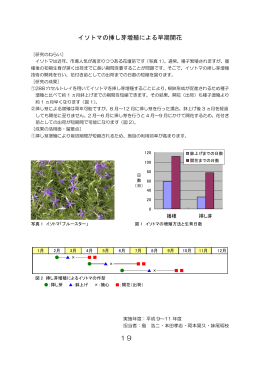 19 イソトマの挿し芽増殖による早期開花