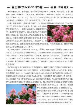 百日紅(サルスベリ)の花