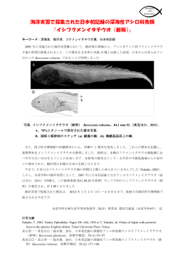 海洋実習で採集された日本初記録の深海性アシロ科魚類 「イシフクメン
