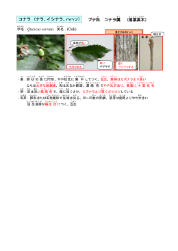 ブナ科 コナラ属 （落葉 高木 ） ：Quercus serrata 英名 ：(Oak) コナラ