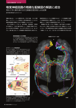 嗅覚神経回路の精緻な配線図の解読に成功 - RIKEN Brain Science
