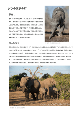 4.ゾウの家族の絆