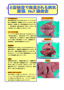 豚胸膜肺炎は Actinobacillus pleuropneumoniae