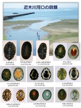 近木川河口の貝類（PDF：2.2MB）