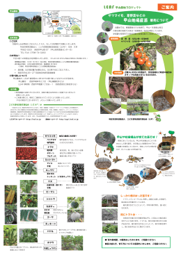 甲山地場産苗 販売について - LEAF甲山農地プロジェクト