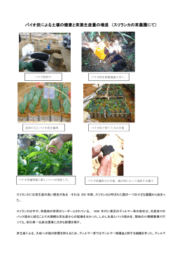 バイオ炭による土壌の健康と茶葉生産量の増進 （スリランカの茶農園にて）