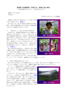 設楽町 佐々木富子さん 施設野菜（天狗ナス） （PDFファイル:227kb）