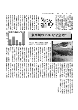 平成22年多摩川に遡上した鮎が196万匹（過去最高）