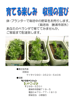 鉢・プランターで栽培中の野菜をお売りします。 （栽培地 勝浦市郊外